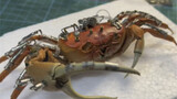 【Dasu Specimen】Reconstructed Hook-hand Crab Specimen