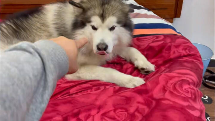 Naughty Dog Wants To Hog The Owner's Quilt. Finally Owner Wins.
