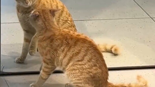 High energy! Hakimi vs. Mikiha