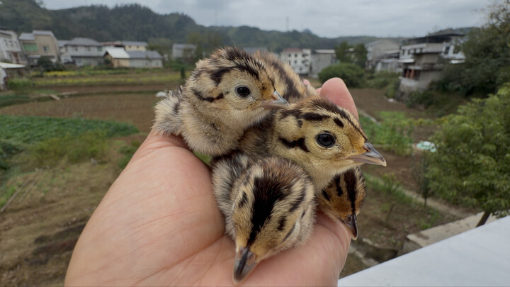 Seorang kakek saat memanen jagung menemukan telur burung liar, dan berhasil menetaskan 5 ekor anak a