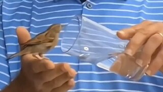 An elderly man rescued a little sparrow that had become separated from its flock. To his surprise, u
