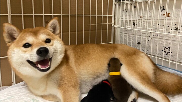 She’s GONE INTO LABOR!! The Coolest Shiba Inu Mom Ever—Delivers Pups Safely in Record Time!