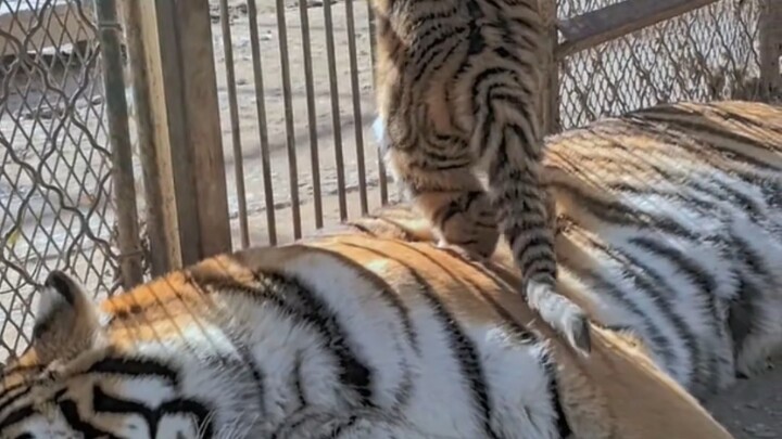 A little tiger plays on its mother’s back