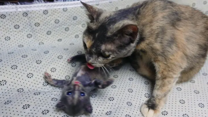 Baby kitten play with mom cat for the first time - Day 23