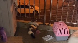 Bagaimana rasanya memiliki anak kucing bernama Bing~ Senang sekali!