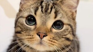 Can you resist looking at me, human?