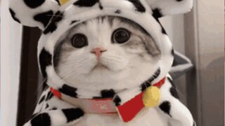 奶牛猫：这大概就是天赋吧