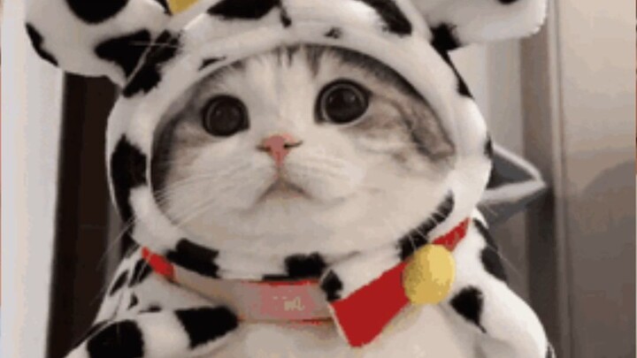 奶牛猫：这大概就是天赋吧