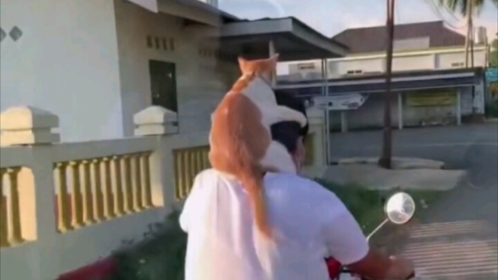 Meow Meow brand wipers.