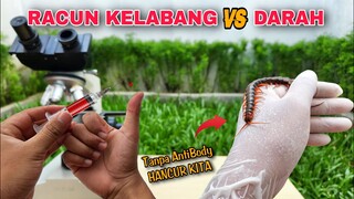 EKSPERIMEN: RACUN KELABANG vs DARAH