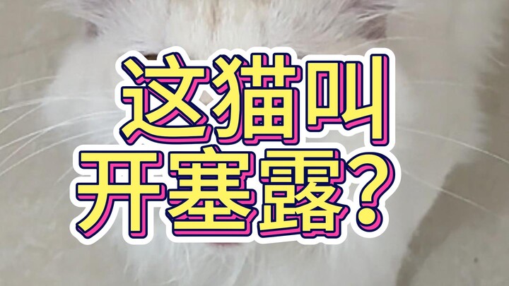 هل هذا القط اسمه كايشيلو؟