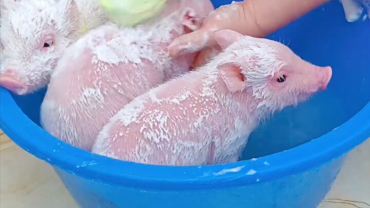 Cute piglet’s first bath after birth