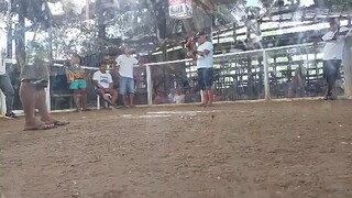 melsims black winning line