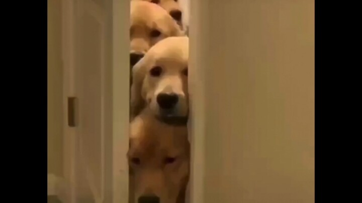 You absolutely have to own a dog whose eyes are all for you!!!