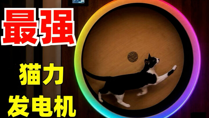 The strongest cat-powered generator in history—bioelectricity keeps its owner fed!