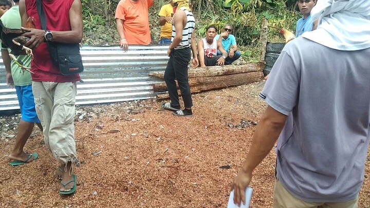 3rd fight (malaki na payat vs maliit na bulto) panalo bulik namin sa kanan tinarian