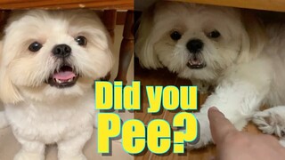 Confronting A Shih Tzu Dog Who Peed on the Floor- So Guilty! So Cute!