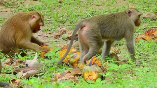 Wow Monkeys Get Best​ Fruits For Their Dinner, Sugarpalm Fruits Are Important To Increase Energy