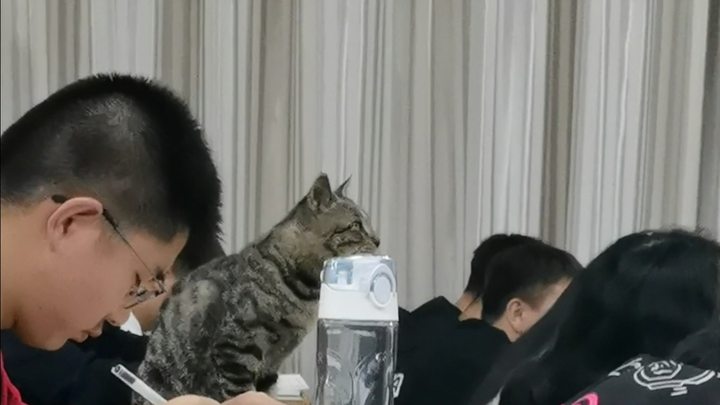 Bagaimana rasanya mengikuti kuliah kalkulus bersama kucing?