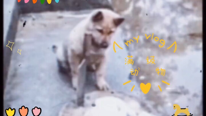 สัตว์เลเวลสูงสุด