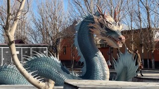 Let's raise a dragon; when we're old, we can practice Tai Chi in its embrace.