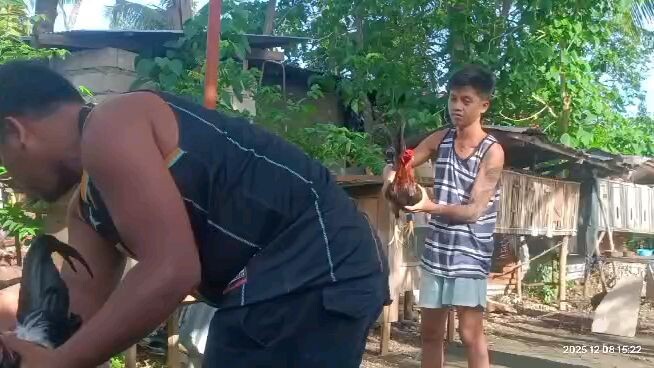 part.3 manok na pula walang palong ( win )