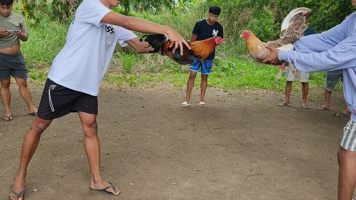STREET FIGHT SERYE STAG VS COCK LOSS ANG COCK NA BULIK HENNIE!!!  JAN. 03, 2026