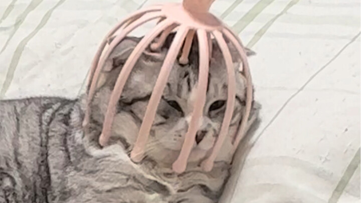 Kucing dengan Perangkat Tetap