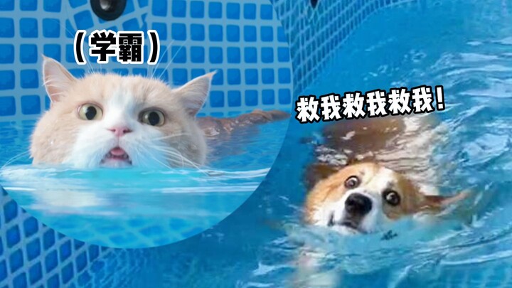 Is hard work really meaningless in the face of talent?