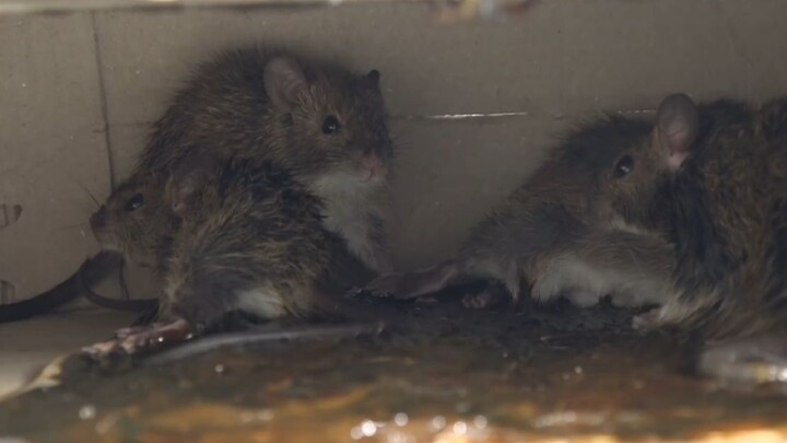 Kerajian Tangan|Papan Lengket Tikus Dua Lapis-Perangkap Tikus
