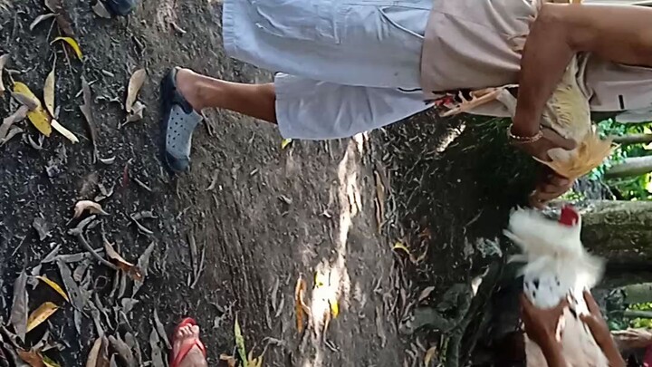 panalo nanaman c rambo white kelso