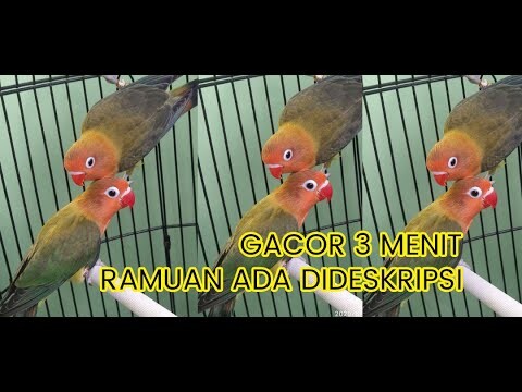Bukti 3 menit Gacor pakai Jamu| PECINTA BINTANG