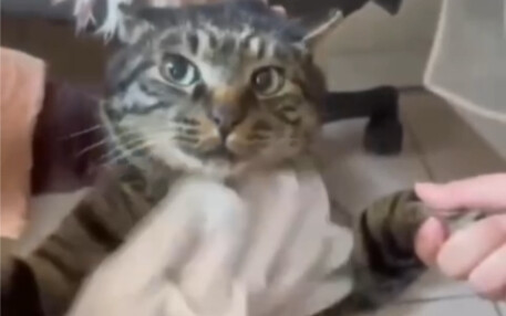 “The Stealth Investigation Cat Caught in the Act”