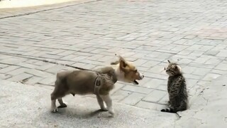 猫和老鼠现实版，简直一模一样