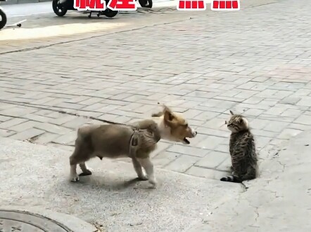 猫和老鼠现实版，简直一模一样