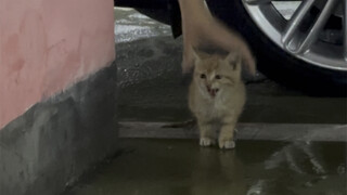 Catching stray cats with bare hands!