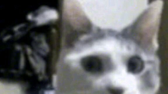 shutline boombayah..