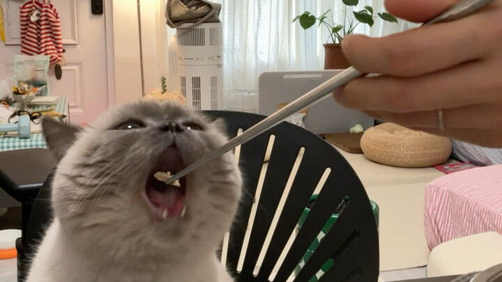 Whose kitten is eating with its mouth wide open like that?