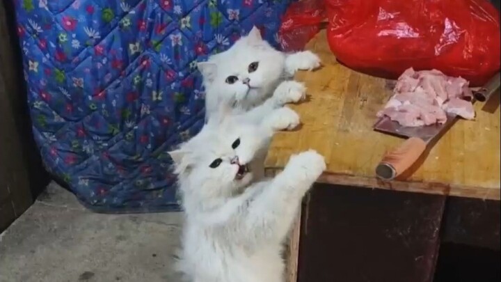 Mèo con đòi thịt, mặt nghiêm túc mà hùng hồn, đáng yêu như một đứa trẻ vậy!