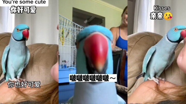 POV: นกแก้วตัวหนึ่งที่ชอบหอมจุ๊บเจ้าของ