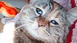 ساعدت أمي جياو على النهوض، كانت ضعيفة جدًا للقيام بذلك، ربما حان وقت إطعامها.