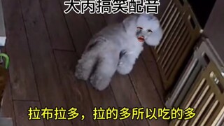 拉布拉多，拉的多所以吃的多