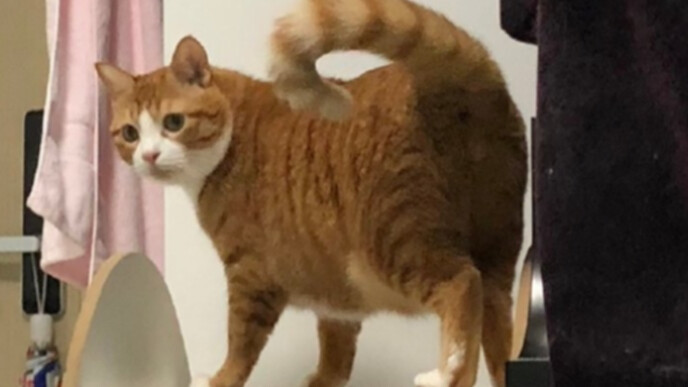 Meow the cat walks with its hands and feet in sync—haha, it’s killing me!