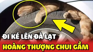 Hoàng Thượng CHUI GẦM XE nhờ tài xế cho ĐI KÉ lên Đà Lạt nhưng bị phát hiện 😂 | Yêu Lu