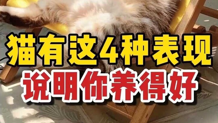 If Your Cat Shows These 4 Behaviors, It Means You’re Raising It Really Well!