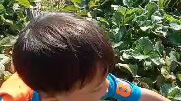 at Baguio, Hance picking strawberries