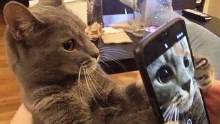 Tổng hợp video thú vị từ nước ngoài, xem xong cảm thấy cả thế giới đều thật vui vẻ! #136