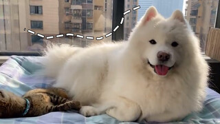 Pet | Samoyed Always Be Jealous