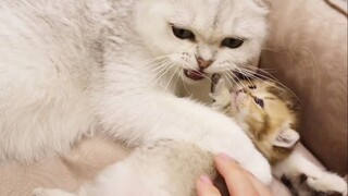 猫妈：萌也不能碰！我生的