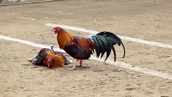 Brown Red Vs Redish, LUCENA VS BUNDOK PENINSULA 77K PARADA, WINABLE 2HITS #SABONG LCA LUCENA CITY 3